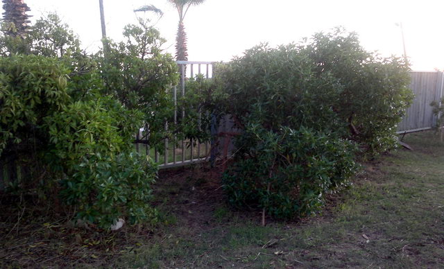 Arbustos podats als jardins del Centre Cívic de Gavà Mar (23 de Novembre de 2011)
